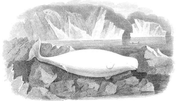 Schwarze und weiße Illustration eines Buckelwals, der im Meer schwimmt, mit einem Boot im Hintergrund und Text unten, der "Buckelwal von William Hogarth" lautet.