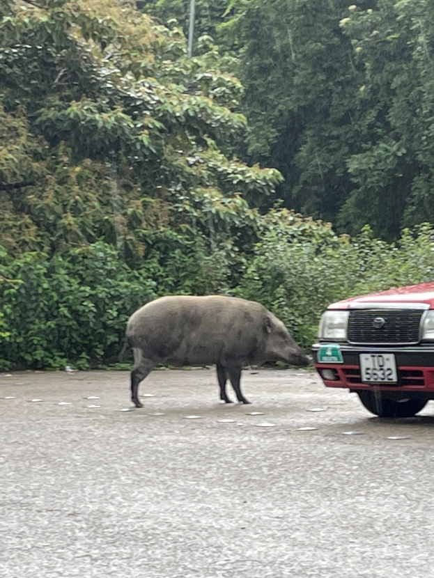 POL-LIP: Kreis Lippe. Vorsicht: Wildtiere auf den Straßen im Lipperland.