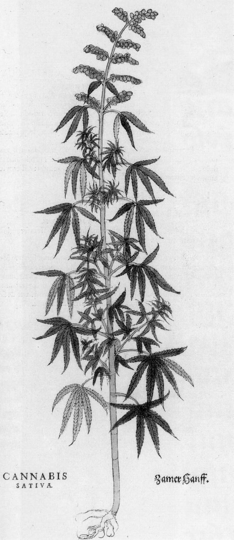 Schwarz-weiß-Zeichnung einer Cannabis sativa-Pflanze mit beschrifteten Blättern und Stängeln.