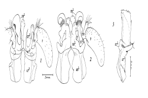 Diagramm eines menschlichen Herzens mit hervorgehobenen Klappen, beschriftet mit Zahlen und Text als Teil einer Herzklappenpatentzeichnung.
