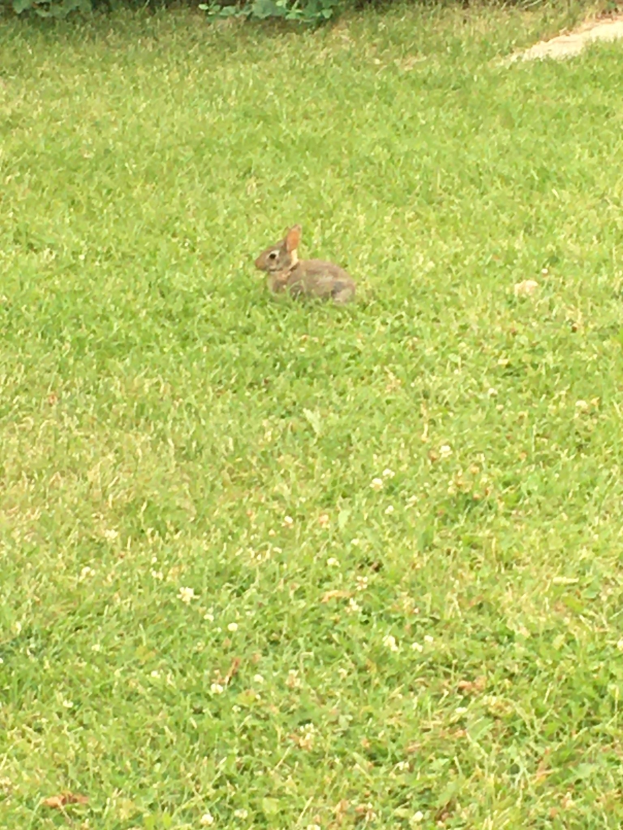 Ein braunes Kaninchen sitzt in grünem Gras nahe einem hölzernen Zaun, umgeben von dichtem Grün.