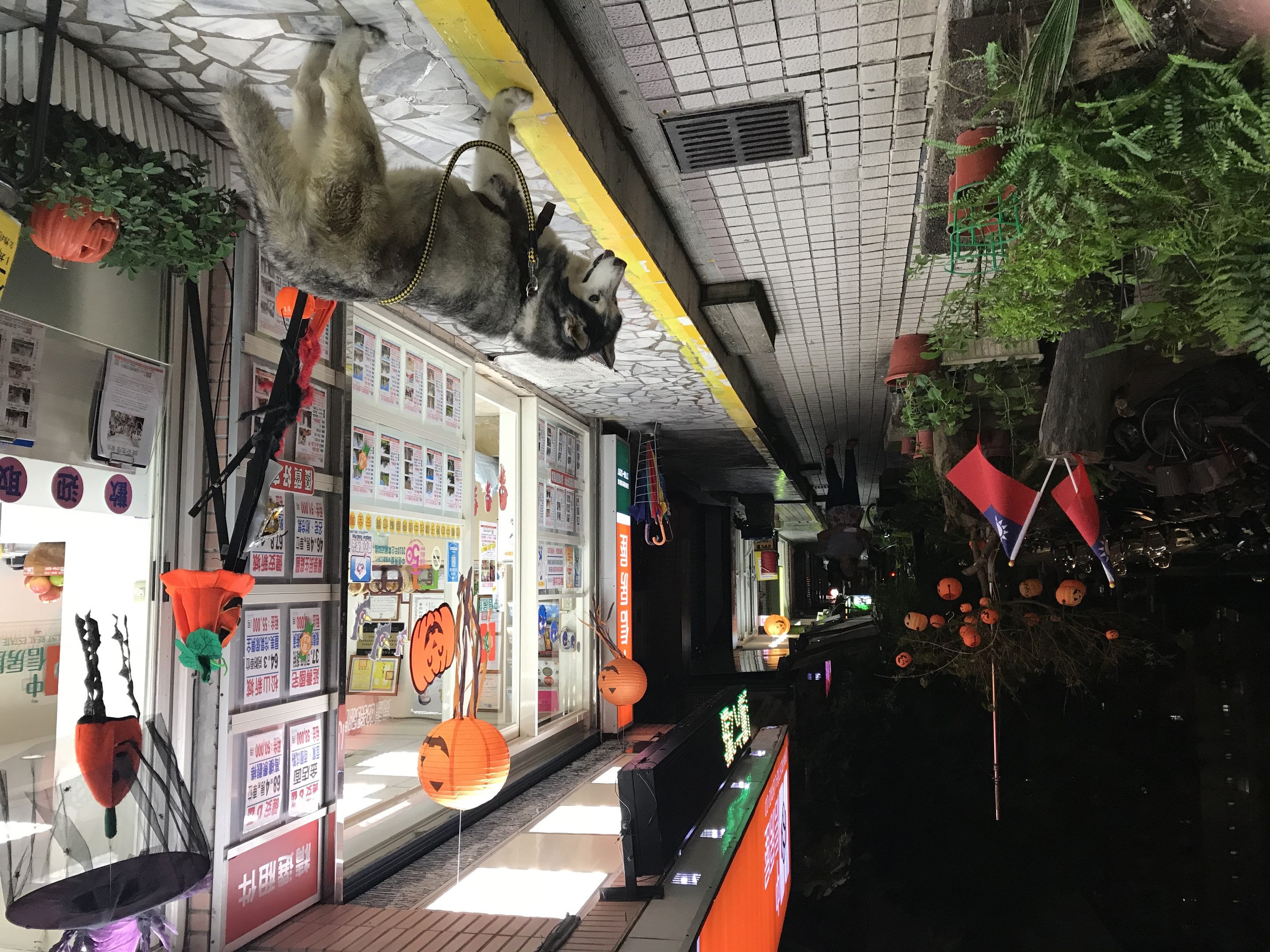 Ein Halloween-dekorierter Laden mit einer Katze, die von der Decke hängt, einer Glaswand mit Postern auf der linken Seite, Pflanzen und Flaggen auf der rechten Seite, Lichter auf dem Dach und festliche Dekorationen einschließlich Kürbissen.