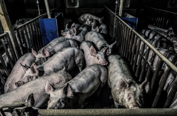 Eine große Gruppe von Schweinen in einem Stall auf einem Schweinehof, umgeben von Eisengräben und Pfählen, mit einem dunklen Hintergrund.