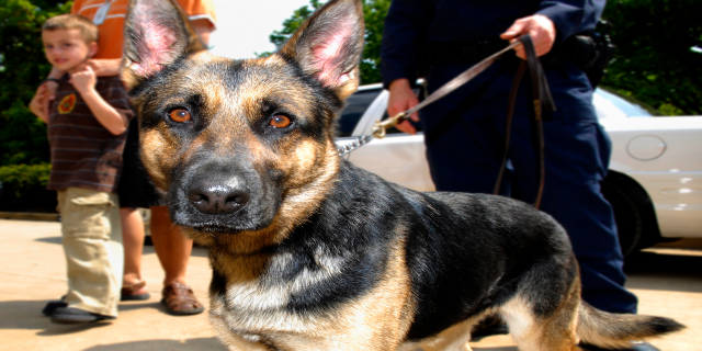 Ein Polizist steht neben einem schwarzen, braunen und weißen Deutschen Schäferhund an einer Leine, mit Menschen, Fahrzeugen, Bäumen und dem Himmel im Hintergrund.