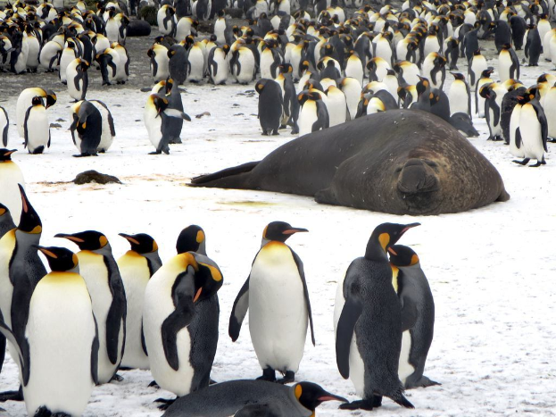 Eine Gruppe von Pinguinen und ein Seehund liegen am Boden.