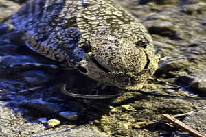 Nahaufnahme einer Sand-Eidechse auf dem Boden zwischen Steinen und Zweigen.