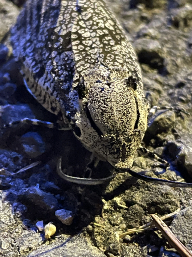 Nahaufnahme einer Sand-Eidechse auf dem Boden zwischen Steinen und Zweigen.