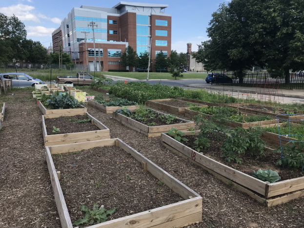 Gemeinschaftsgarten mit Hochbeeten voller Pflanzen, umgeben von einem Zaun, Fahrzeugen auf einer Straße, Bäumen, Strommasten, Gebäuden und einem bewölkten Himmel im Hintergrund.