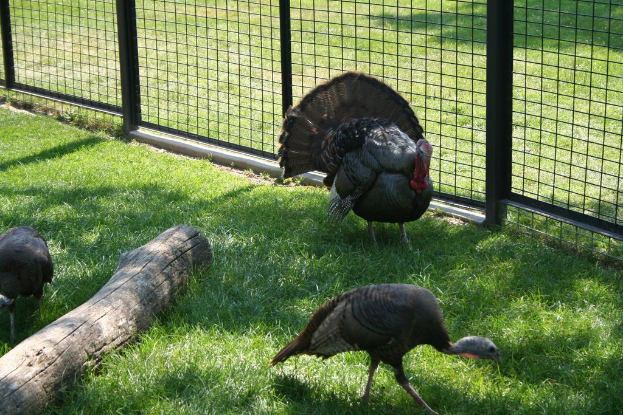 Vögel auf einem Zaun mit Gras im Bild unten.