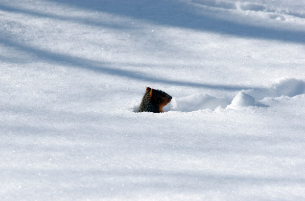 Ein Schnurrbart-förmiges Objekt teilweise im Schnee begraben.
