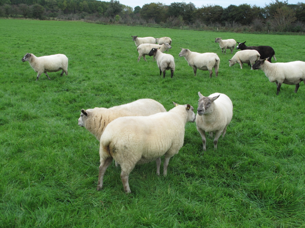 Schafe grasen auf Gras mit Bäumen, Pflanzen und Himmel im Hintergrund.