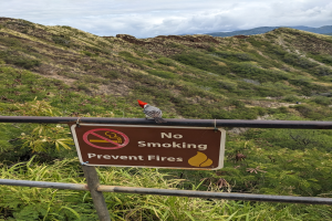 Ein Vogel sitzt auf einem Metallzaun mit einer Tafel "Rauchen Verboten, Brände verhindern", mit grünen Pflanzen, Hügeln und einem blauen Himmel im Hintergrund.