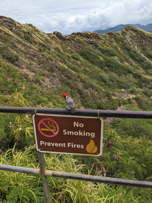 Ein Vogel sitzt auf einem Metallzaun mit einer Tafel "Rauchen Verboten, Brände verhindern", mit grünen Pflanzen, Hügeln und einem blauen Himmel im Hintergrund.