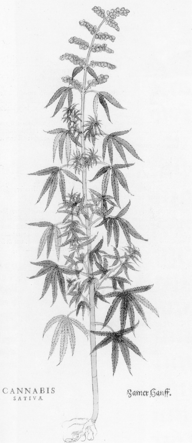 Eine Schwarz-Weiß-Zeichnung einer Cannabispflanze mit den Worten 'Cannabis Sativa' darunter.